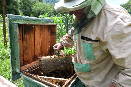 Honey harvesting in Abkhazia