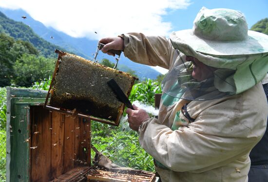 Honey harvesting in Abkhazia