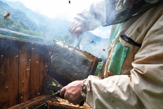 Honey harvesting in Abkhazia