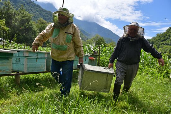 Honey harvesting in Abkhazia