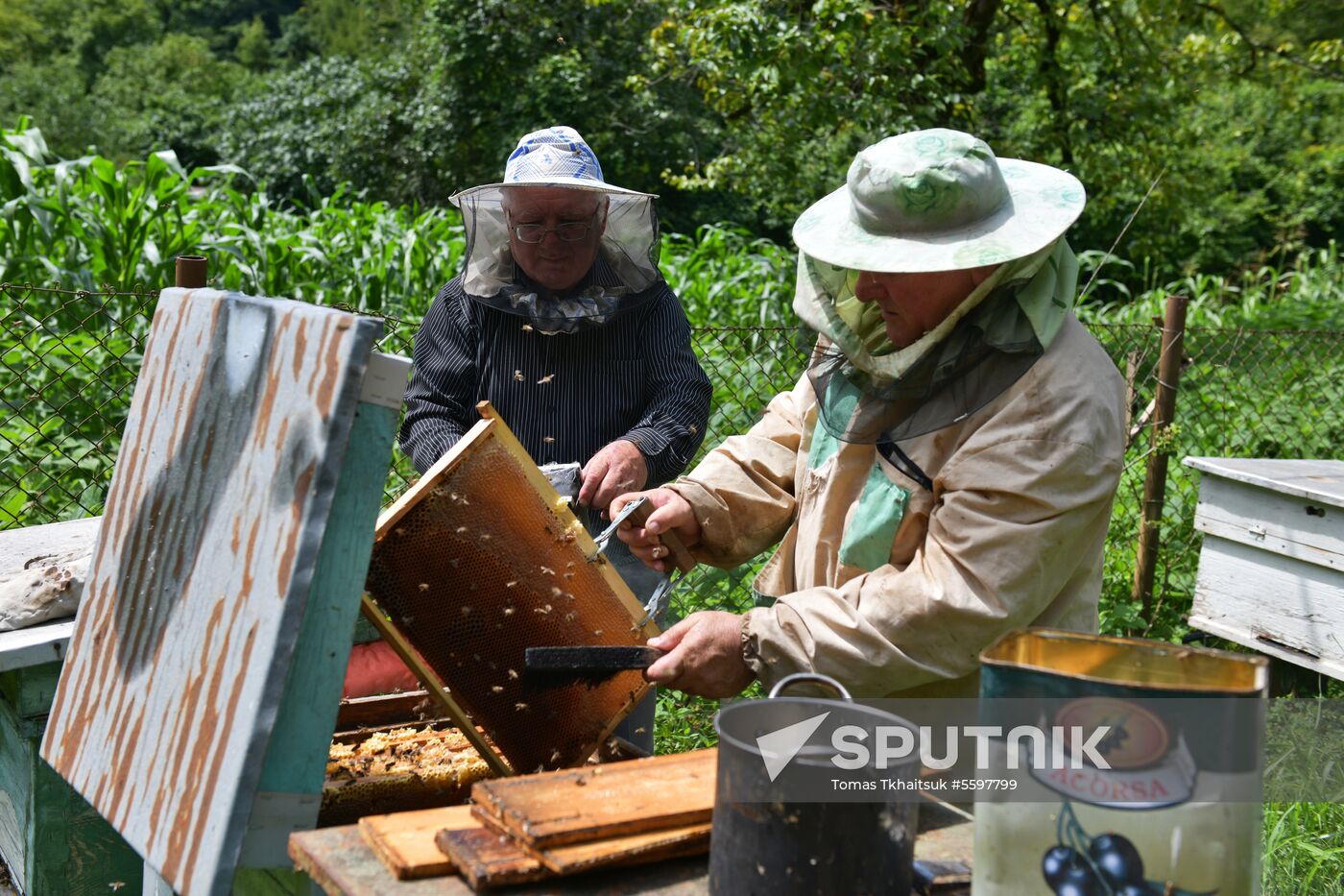 Honey harvesting in Abkhazia