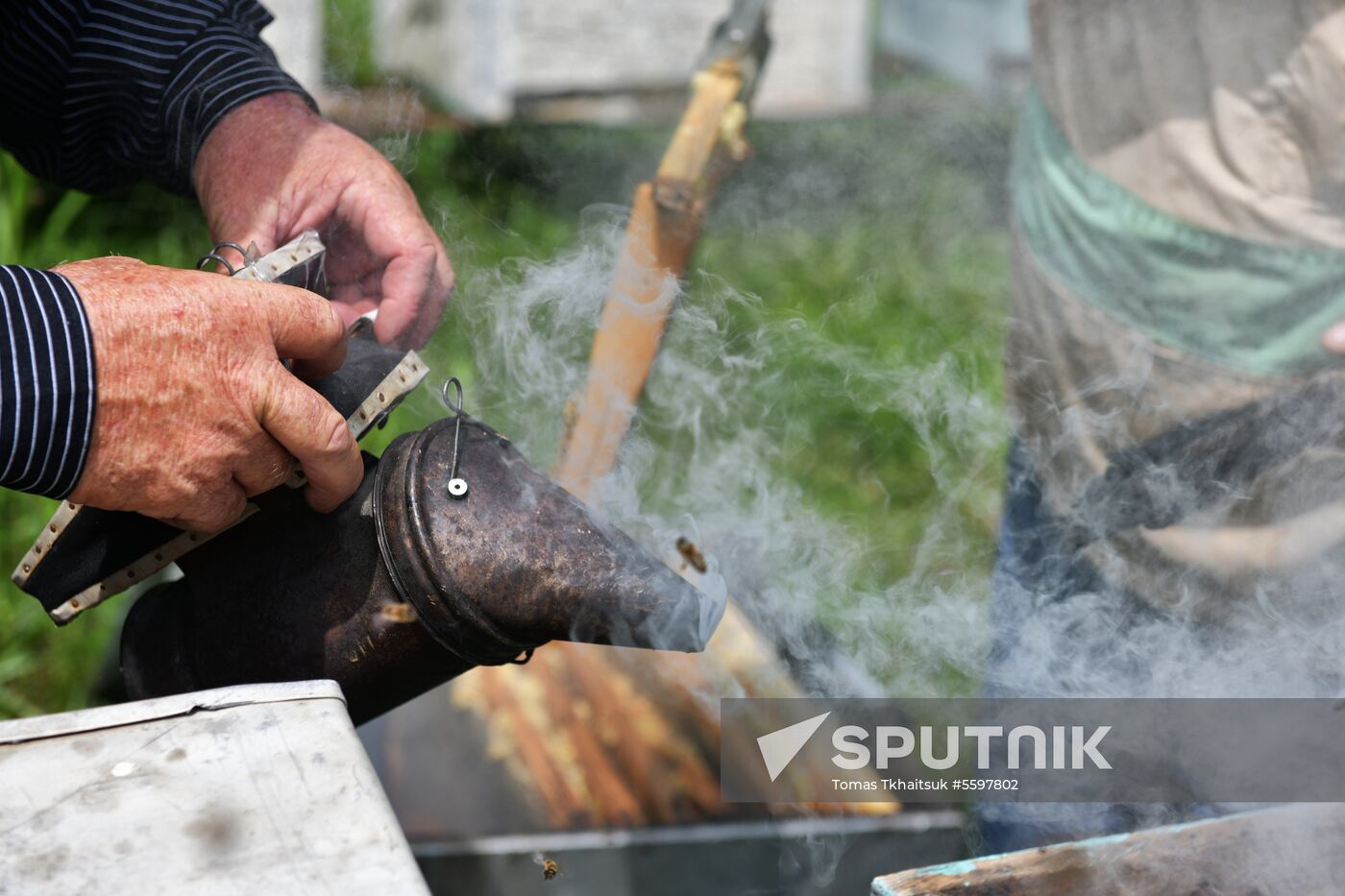 Honey harvesting in Abkhazia