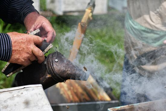 Honey harvesting in Abkhazia