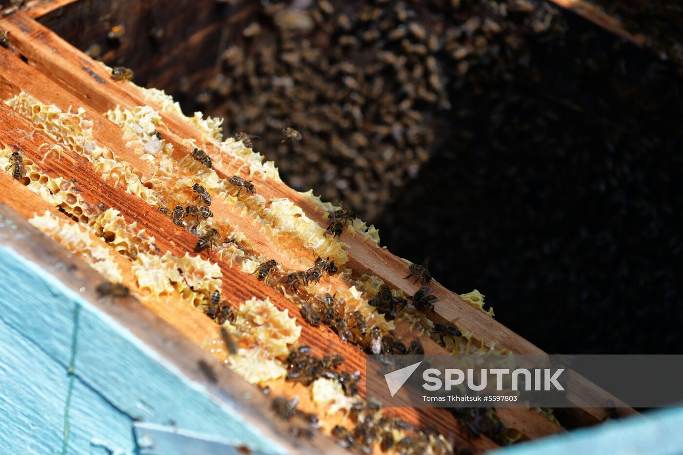 Honey harvesting in Abkhazia