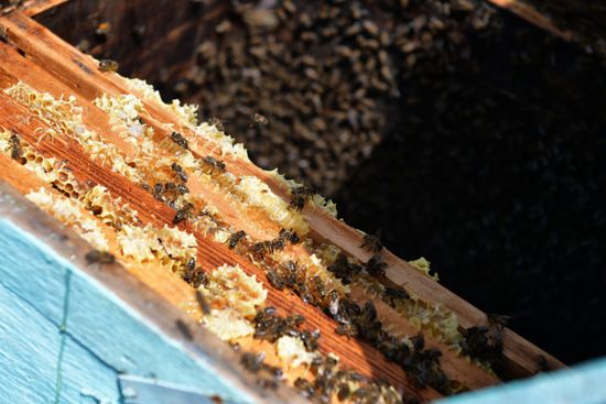 Honey harvesting in Abkhazia