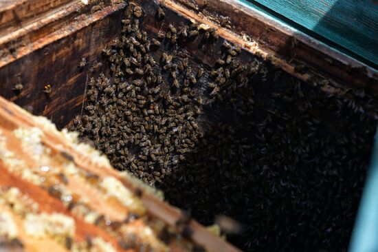 Honey harvesting in Abkhazia