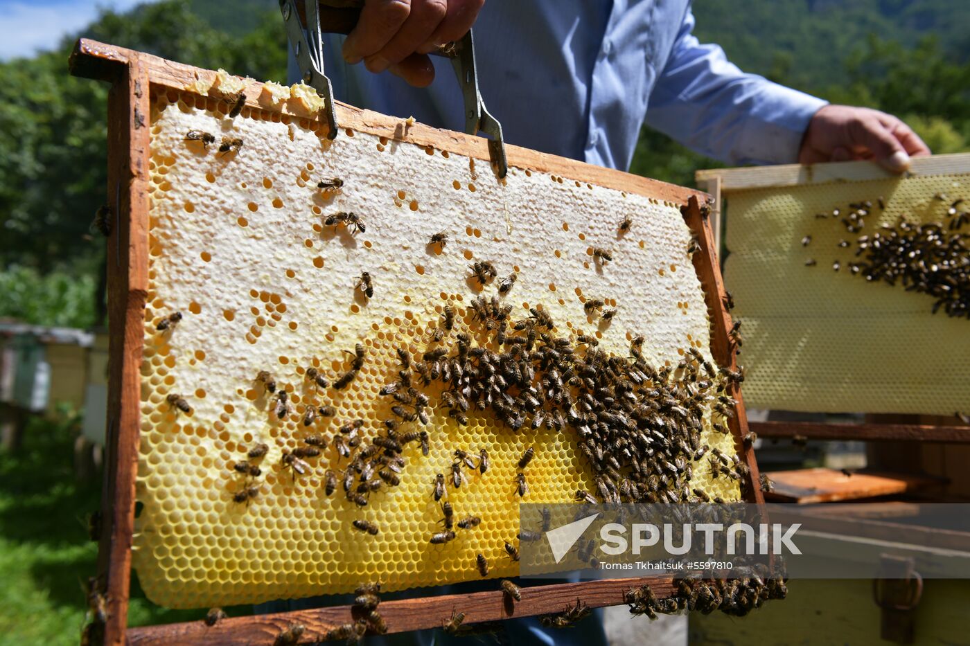 Honey harvesting in Abkhazia