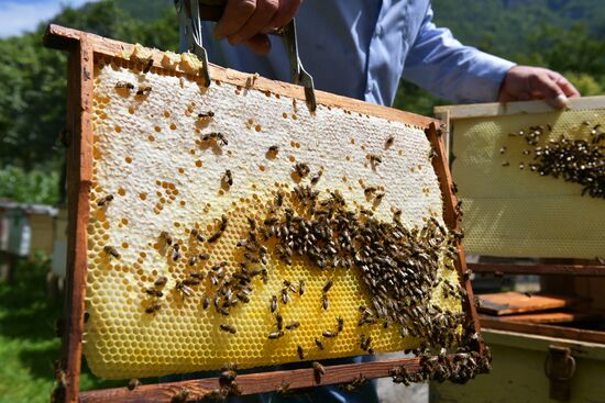 Honey harvesting in Abkhazia