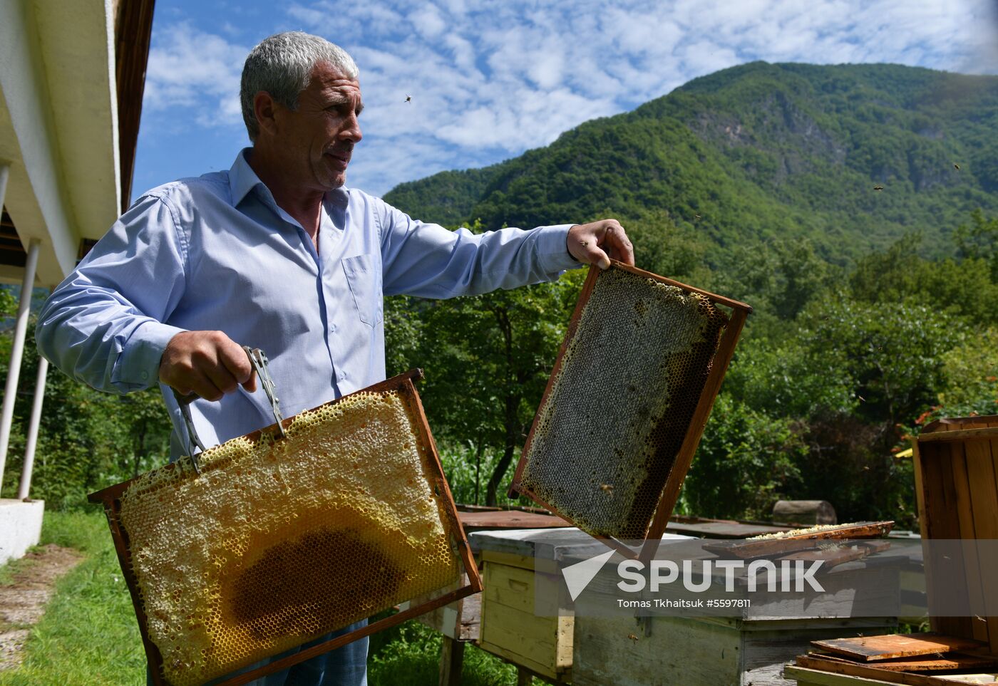 Honey harvesting in Abkhazia