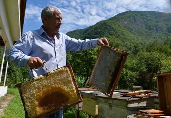 Honey harvesting in Abkhazia