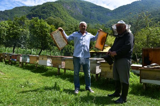 Honey harvesting in Abkhazia