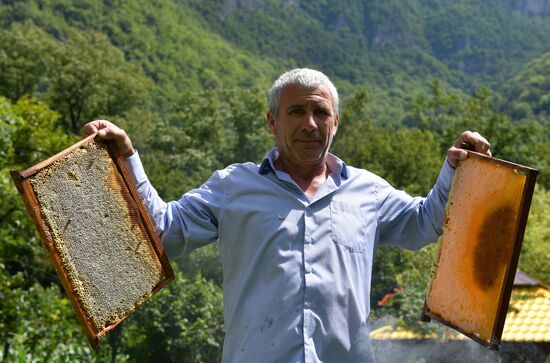 Honey harvesting in Abkhazia