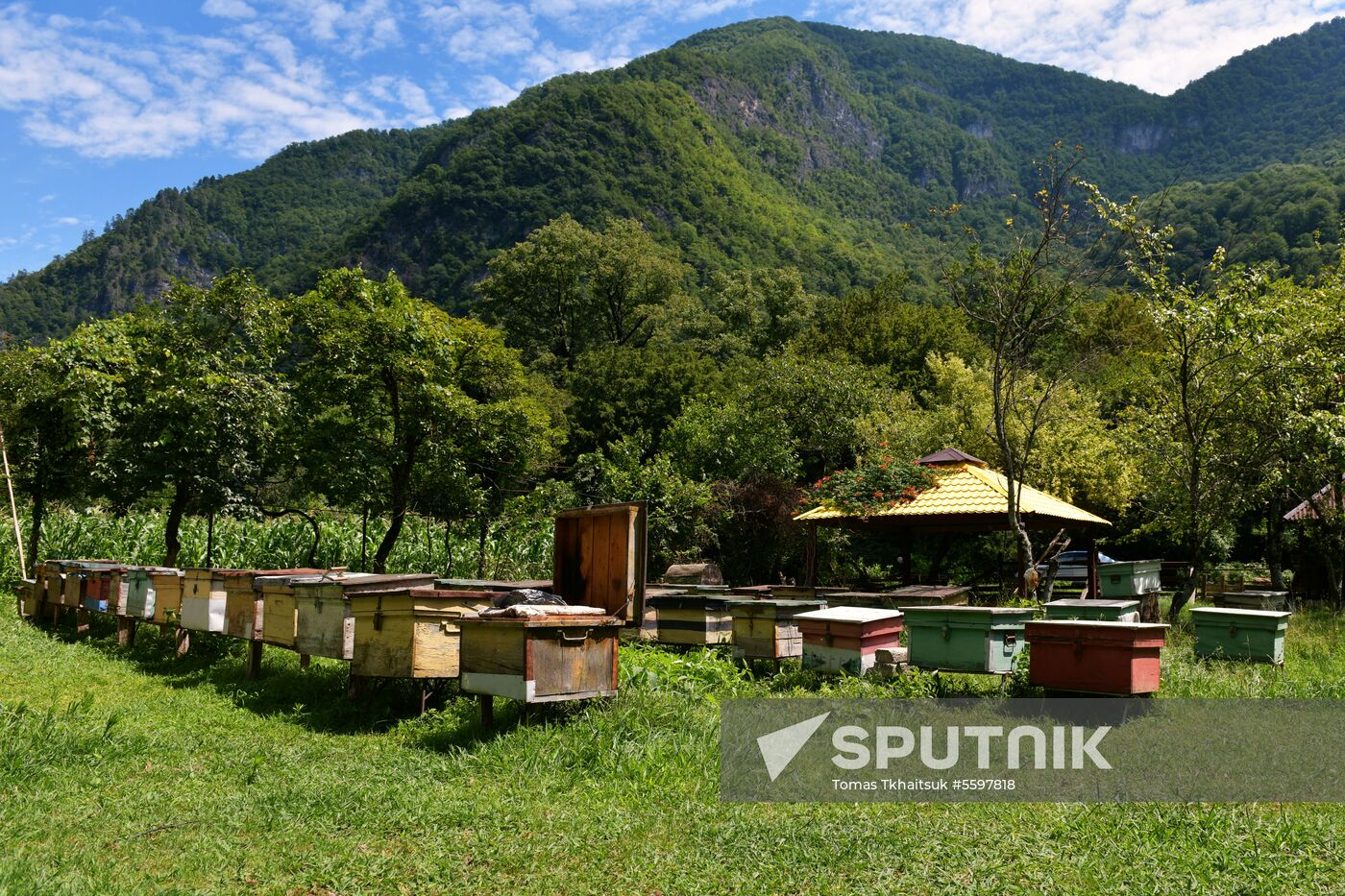 Honey harvesting in Abkhazia