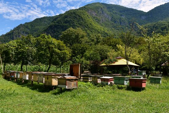 Honey harvesting in Abkhazia
