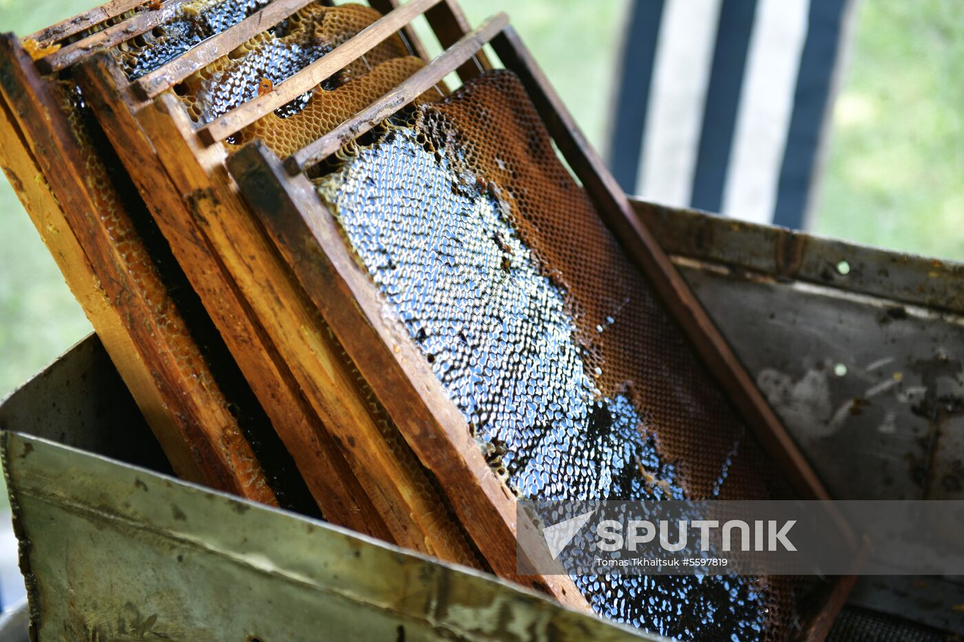 Honey harvesting in Abkhazia