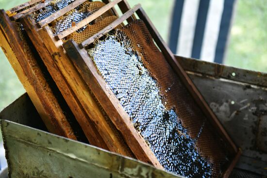 Honey harvesting in Abkhazia