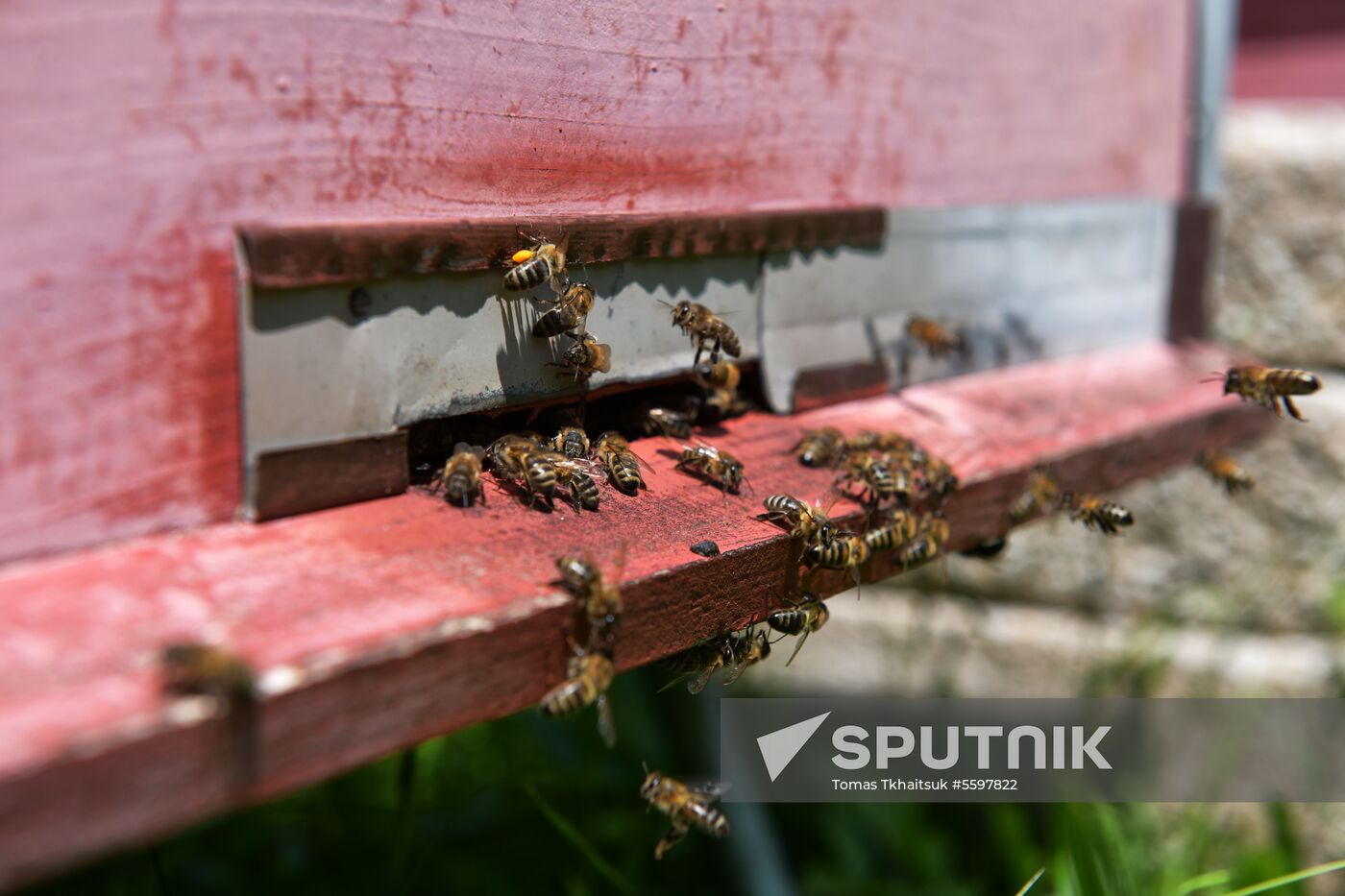 Honey harvesting in Abkhazia