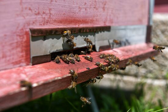 Honey harvesting in Abkhazia