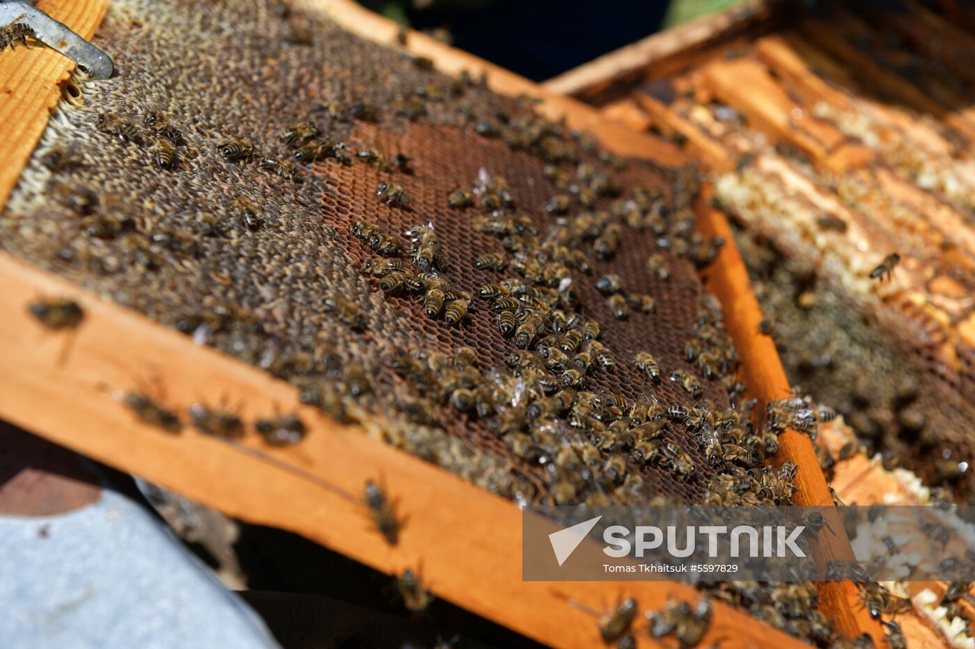 Honey harvesting in Abkhazia