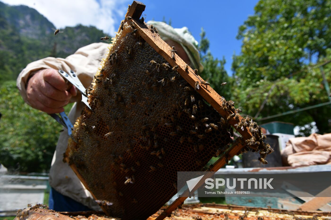 Honey harvesting in Abkhazia