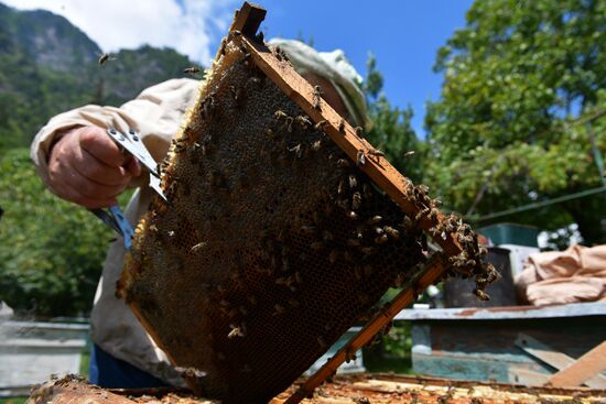 Honey harvesting in Abkhazia