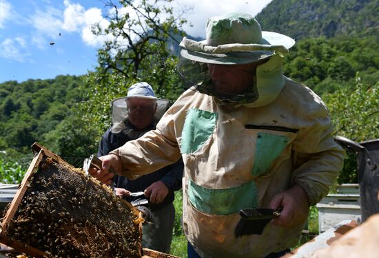 Honey harvesting in Abkhazia