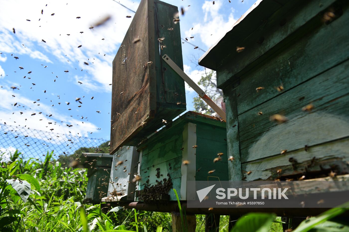 Honey harvesting in Abkhazia