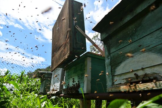 Honey harvesting in Abkhazia