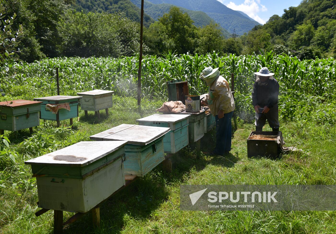 Honey harvesting in Abkhazia