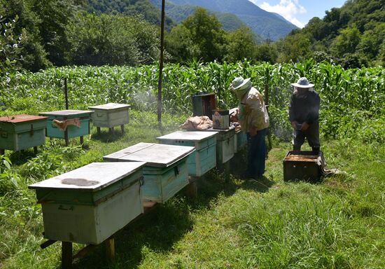 Honey harvesting in Abkhazia