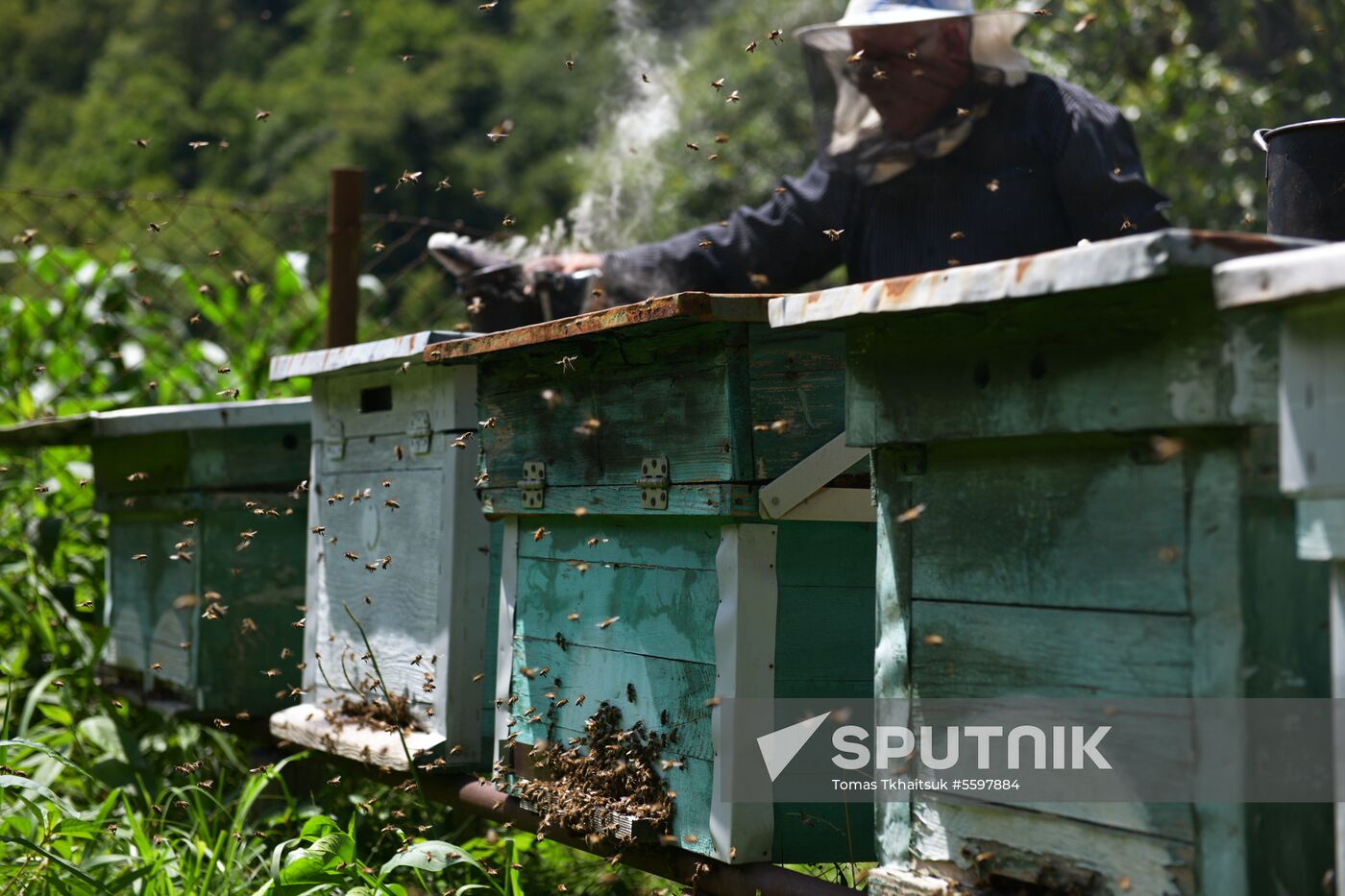 Honey harvesting in Abkhazia