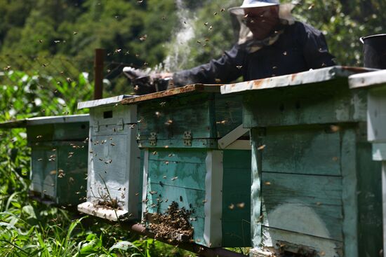 Honey harvesting in Abkhazia