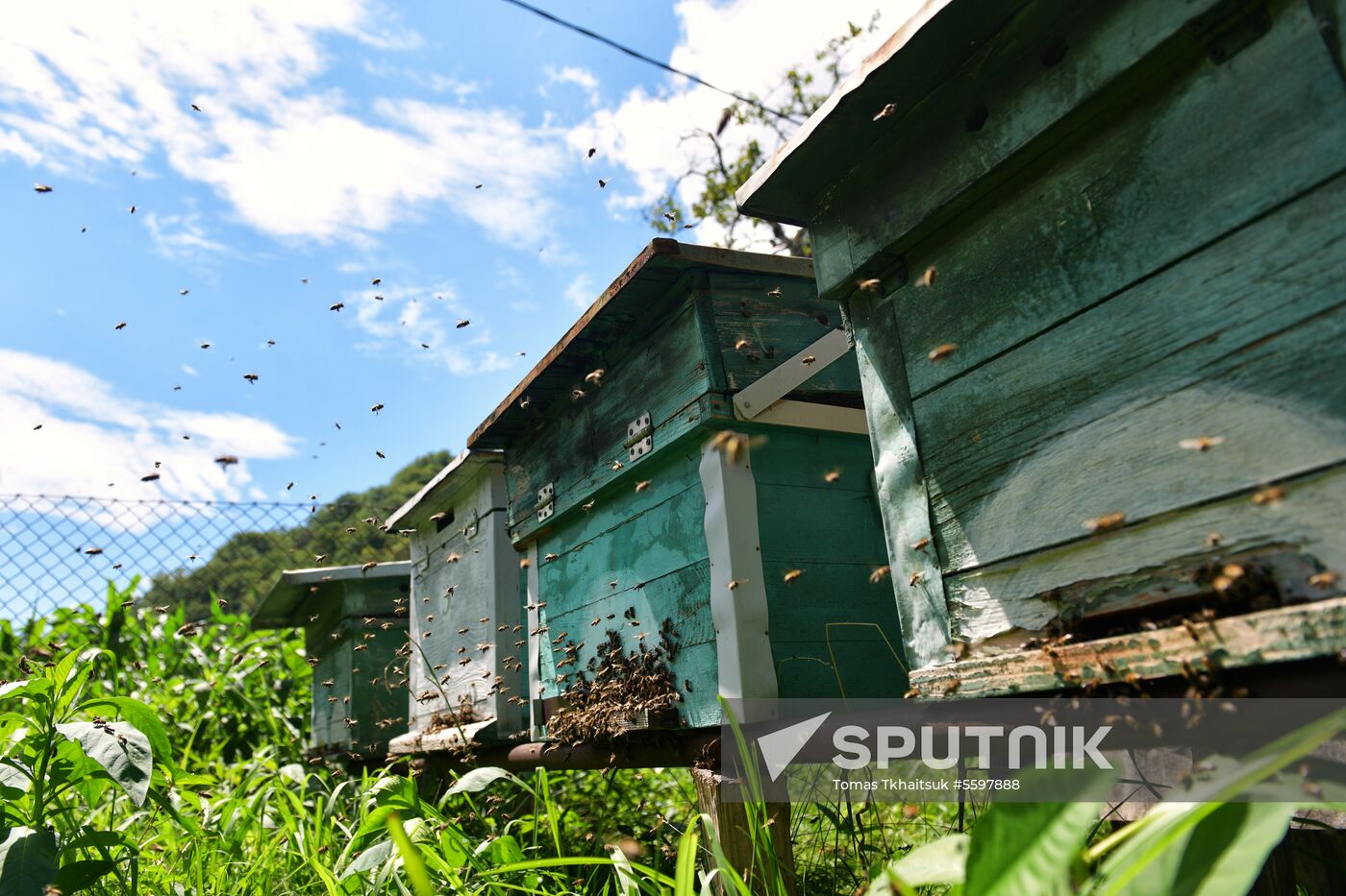 Honey harvesting in Abkhazia