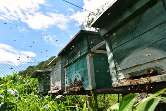 Honey harvesting in Abkhazia