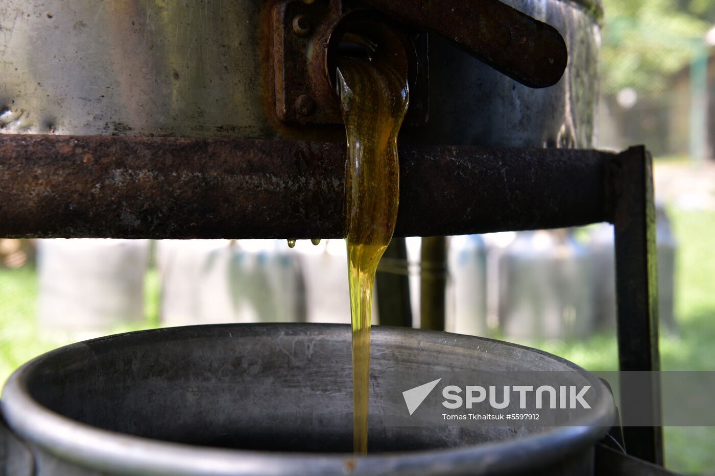 Honey harvesting in Abkhazia