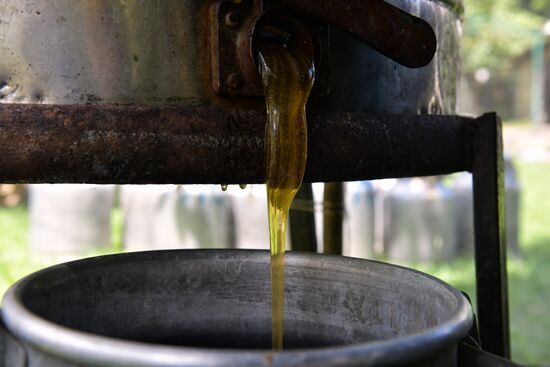 Honey harvesting in Abkhazia