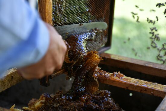 Honey harvesting in Abkhazia