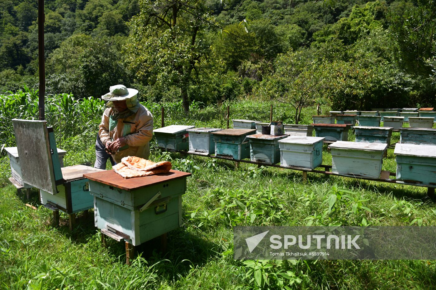 Honey harvesting in Abkhazia