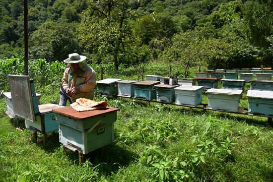 Honey harvesting in Abkhazia