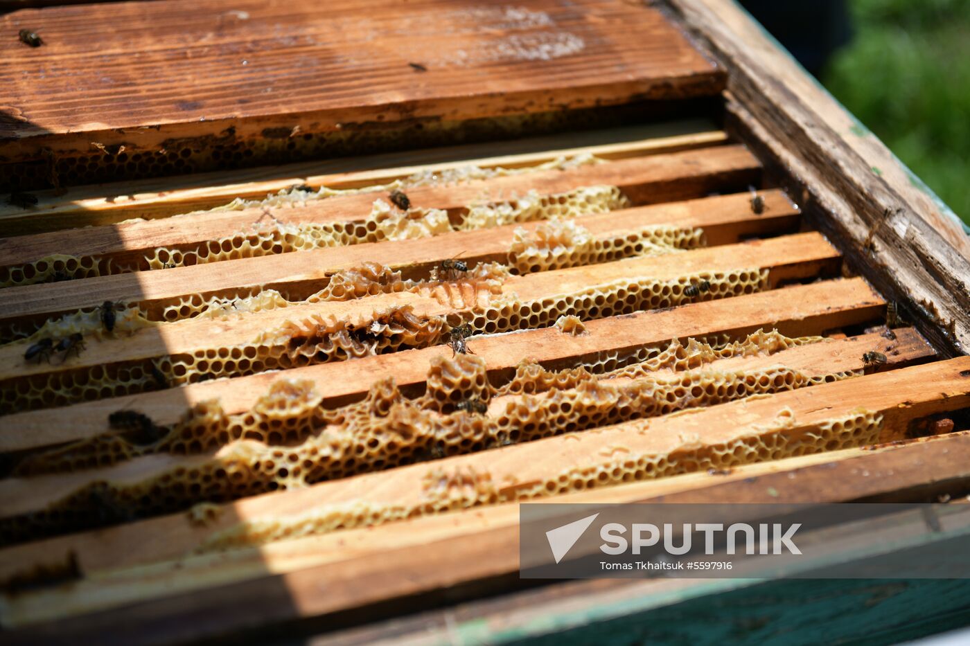 Honey harvesting in Abkhazia