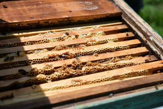Honey harvesting in Abkhazia