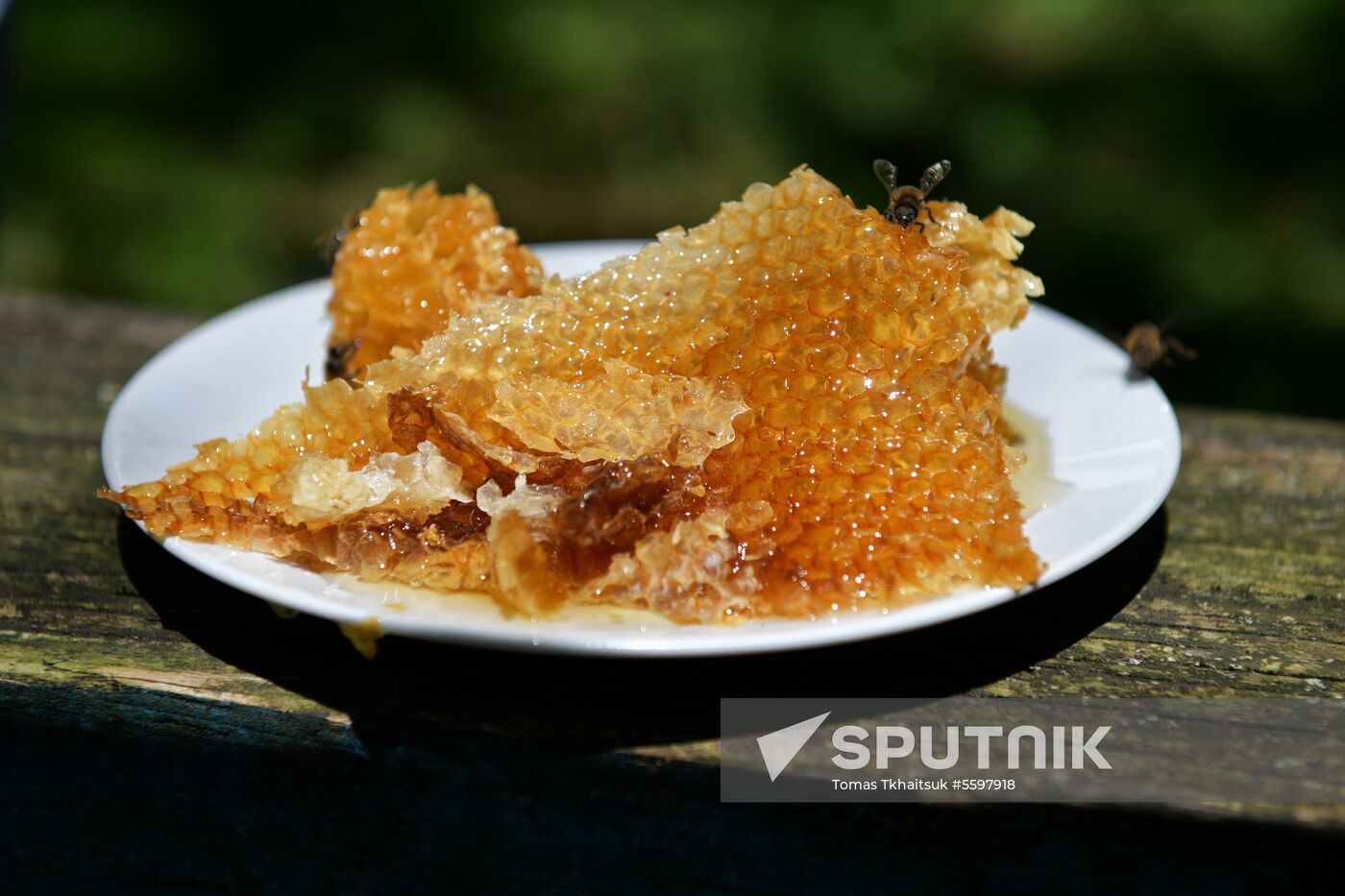 Honey harvesting in Abkhazia