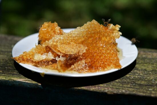 Honey harvesting in Abkhazia