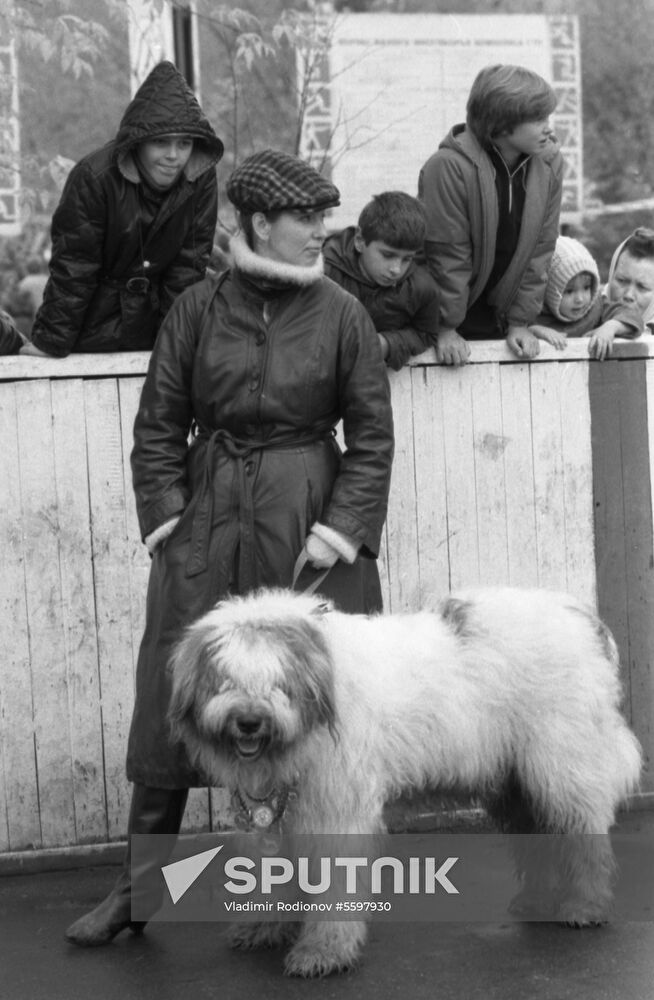 DOSAAF dog exhibition