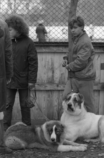 DOSAAF dog exhibition