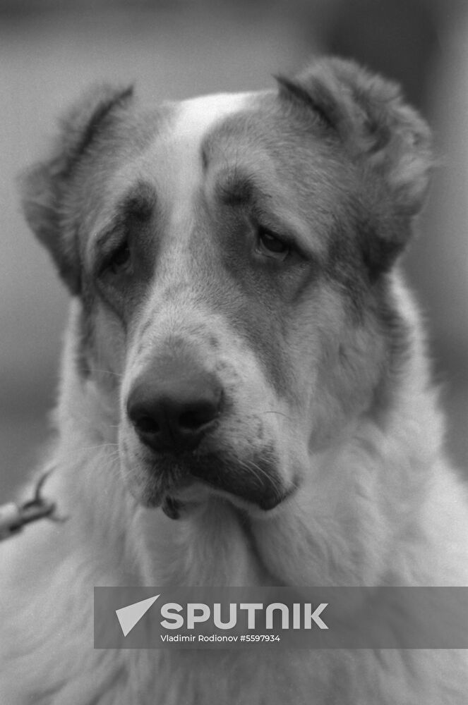 DOSAAF dog exhibition