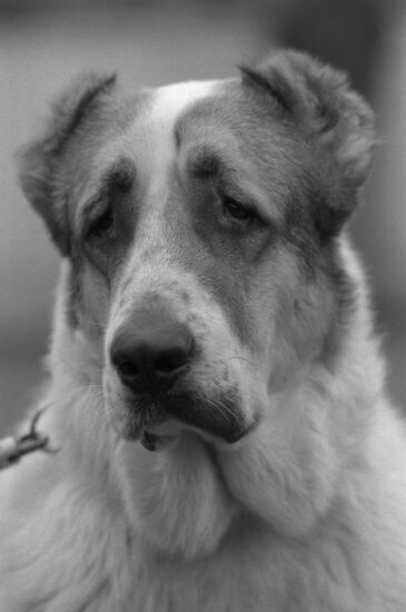 DOSAAF dog exhibition