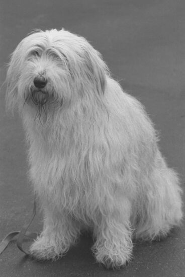 DOSAAF dog exhibition