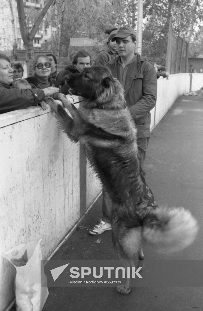 DOSAAF dog exhibition