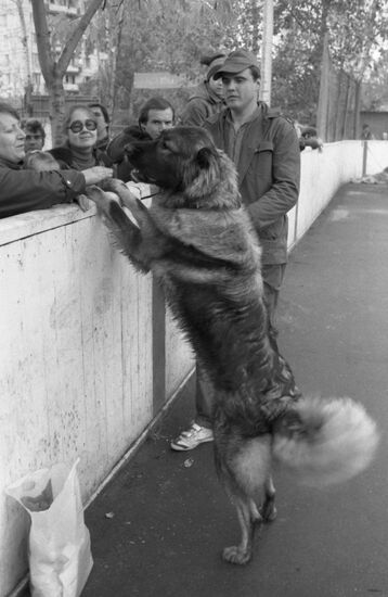 DOSAAF dog exhibition